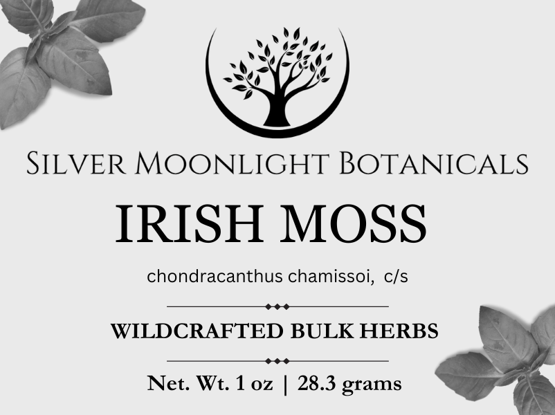 Irish Moss | Wildcrafted Irish Moss | Chondracanthus chamissoi