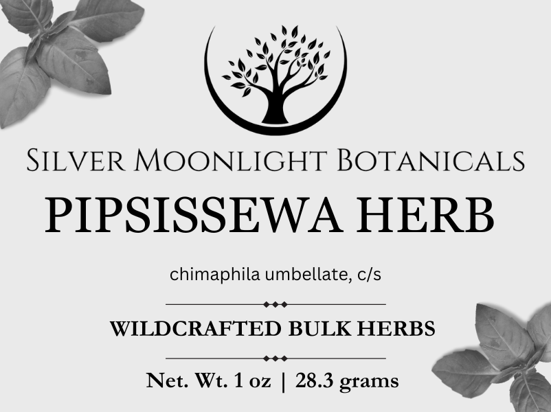 Pipsissewa Herb | Wildcrafted Pipsissewa Herb | Chimaphila umbellate